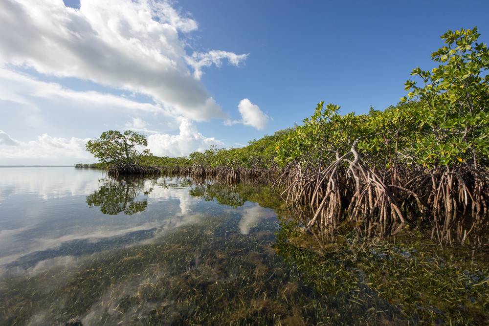 The legendary florida key west mangroves.