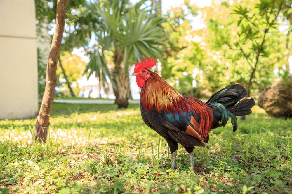 Photo of a colorful key west gypsy chicken