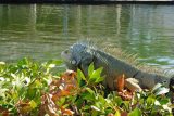 A large green iguana resting in bushes near key west waterway