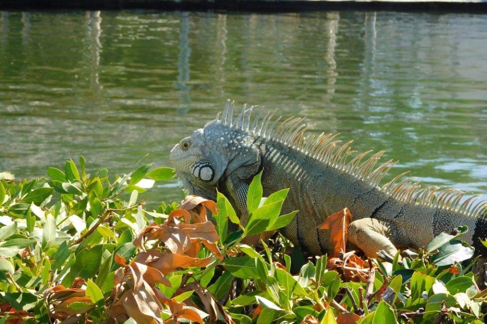 A large green iguana resting in bushes near key west waterway