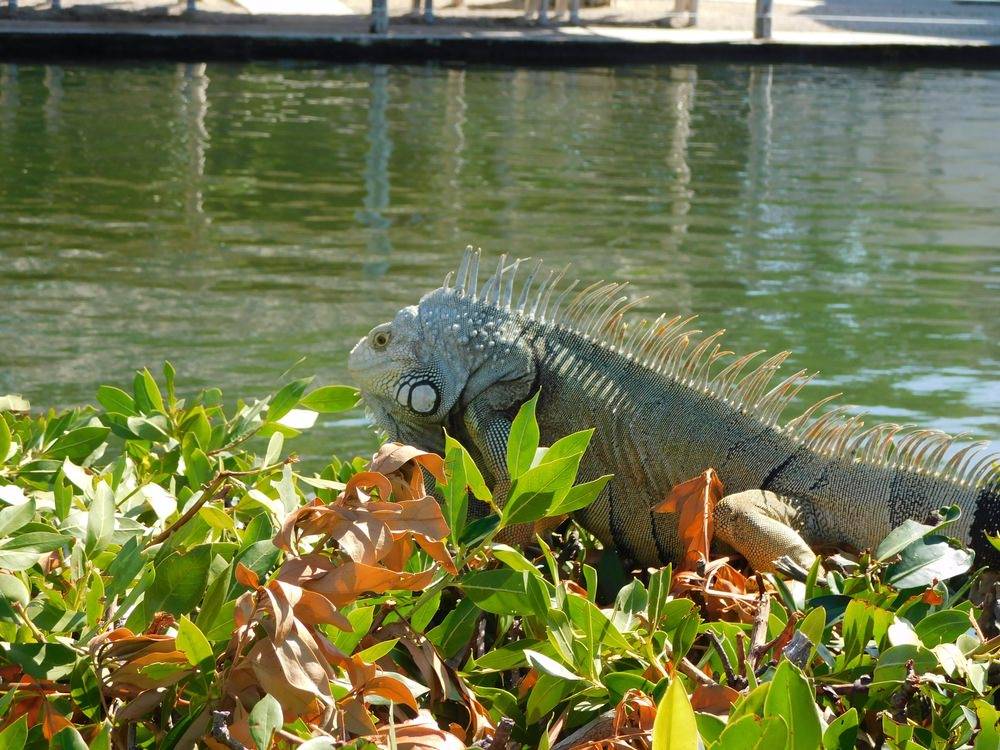 A large green iguana resting in bushes near key west waterway