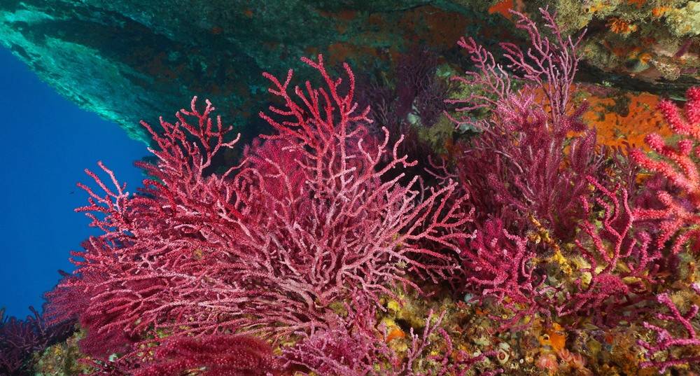 Beautiful Gorgonian Corals near Key West