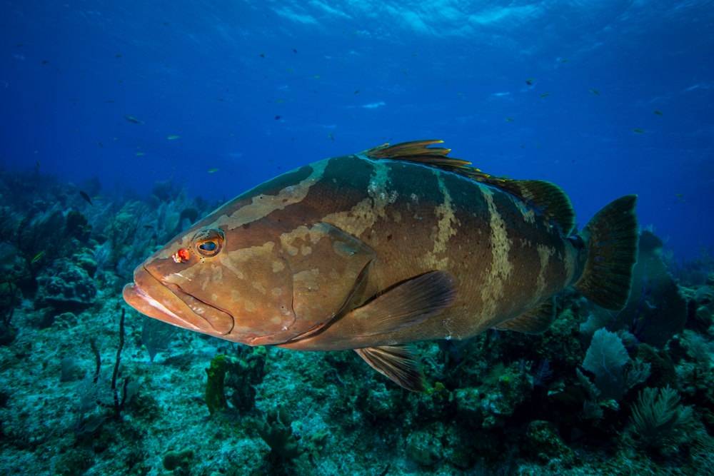 Nassau Grouper swimming near Key West