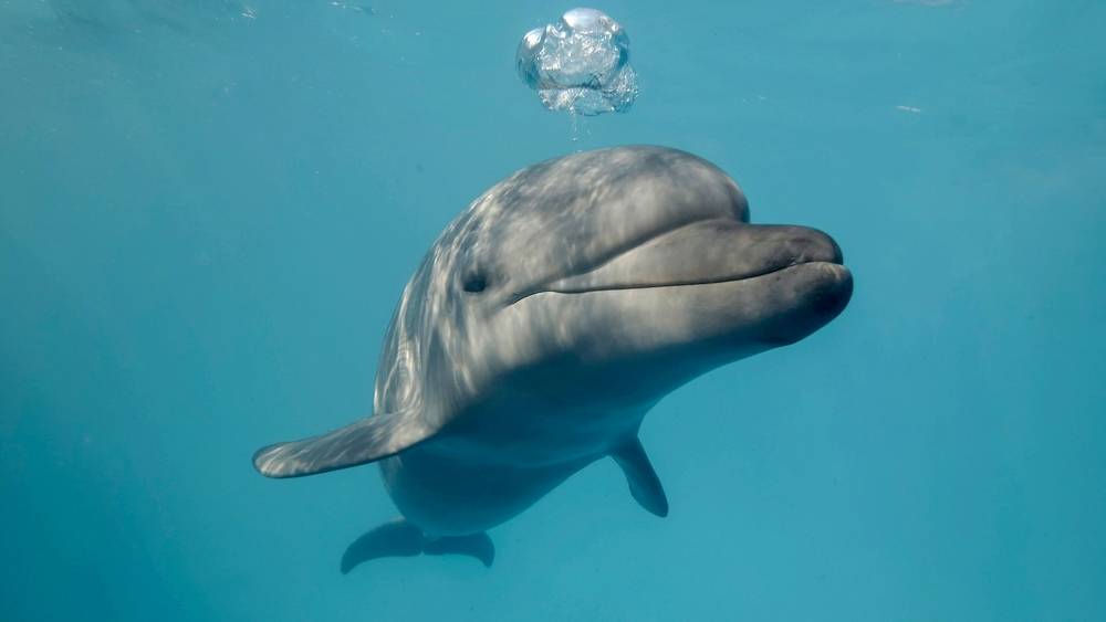 Bottlenose Dolphin swimming near Key West